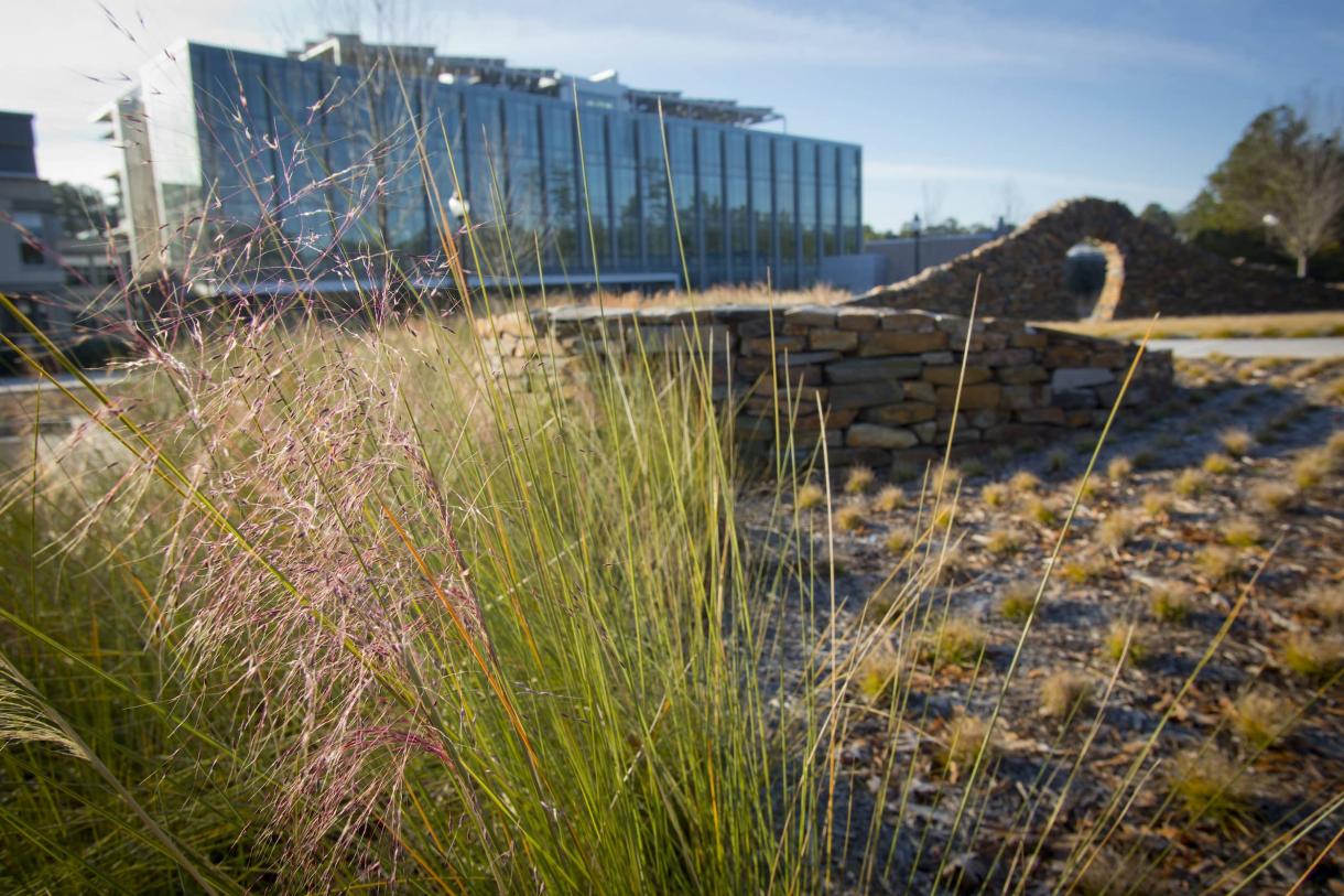 Beautiful glass building with waving grasses in foreground